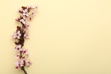 Spring tree branch with beautiful blossoms on yellow background, top view