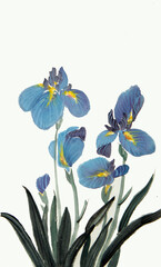 blooming blue irises - 780858253