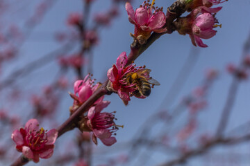 Kwiaty brzoskwini zwyczajnej z pszczołą zbierającą nektar, Prunus persica - obrazy, fototapety, plakaty