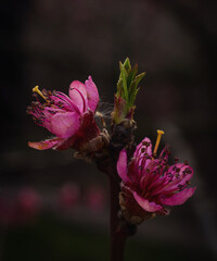 Kwiaty brzoskwini zwyczajnej, Prunus persica