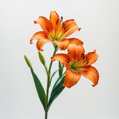  lily isolated on white