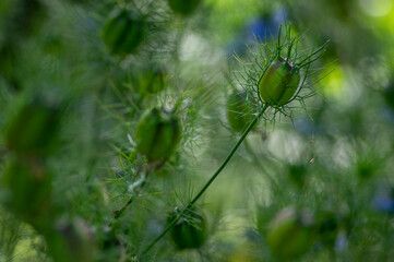 Nigella damascena green seed heads toxic alkaloid capsules