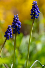 Muscari armeniacum ornamental springtime flowers in bloom, Armenian grape hyacinth flowering blue plants in the garden