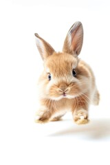 Obraz premium A small rabbit running on a white surface. Suitable for various projects