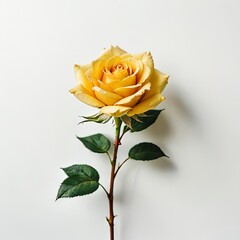 single  rose on a white background