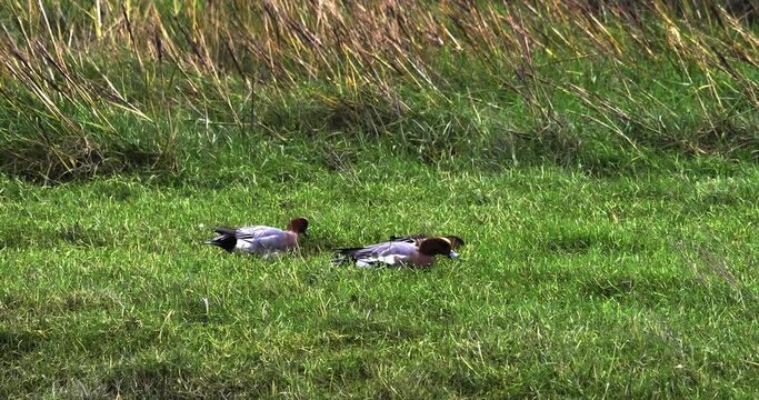 The image depicts three ducks on a grassy field.
