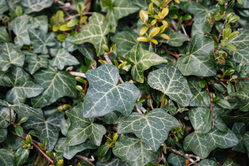 Dark green leaves of Hedera helix. Common ivy from the Araliaceae family in spring. English ivy texture. Fresh new young evergreen creeper leaves. Seasonal wallpaper for design