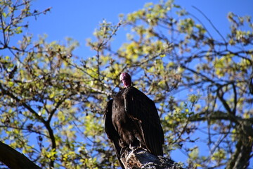 vulture in the tree