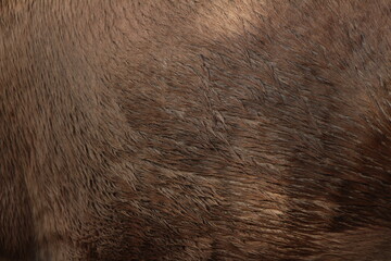 Close up on brown equine hair