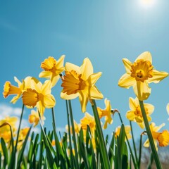 Fototapeta premium Vibrant yellow daffodils blooming under the bright spring sun with a clear blue sky in the background. Springtime flowers and renewal concept