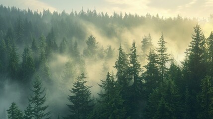 Foggy forest with pine trees, perfect for nature backgrounds