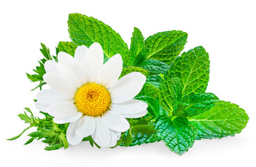 Chamomile or camomile flowers and mint  isolated on white background. Daisy with spearmint as...