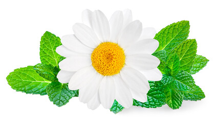 Fototapeta premium Chamomile or camomile flowers and mint isolated on white background. Daisy with mentha, package design element. Herbal tea concept.