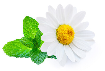 Chamomile or camomile flowers and mint  isolated on white background. Daisy with spearmint as...