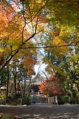 Naklejka premium 秋の三井寺 境内の紅葉 滋賀県大津市