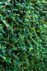 Wall climbing plants