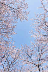Pink cherry blossom trees in front of blue sky