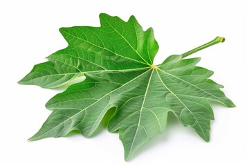 Obraz premium Green papaya leaf isolated on white background