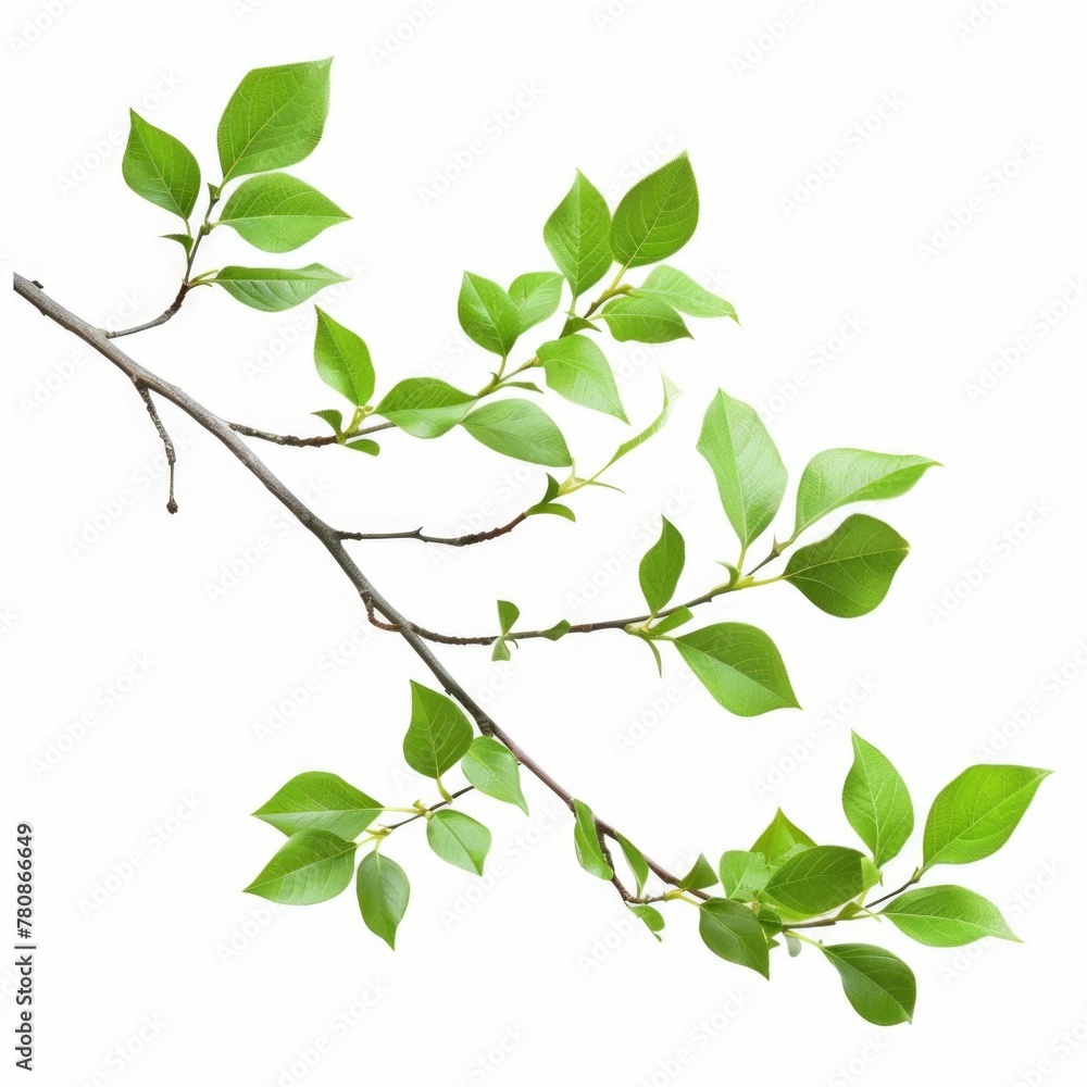 Poster a branch of a tree with vibrant green leaves. suitable for nature or environmental concepts