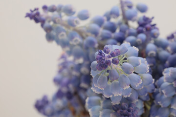 Soft focus smoke macro Grape Hyacinth Muscari flower. Blue, beige nature background.
