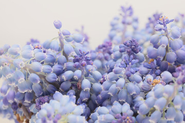 Soft focus smoke macro Grape Hyacinth Muscari flower. Blue, beige light nature background. - obrazy, fototapety, plakaty