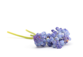 Macro Blue Grape Hyacinth Muscari flower on white background.