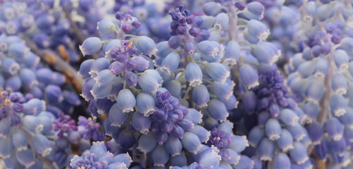 Soft focus smoke macro Grape Hyacinth Muscari flower. Horizontal long nature background. - 780867465