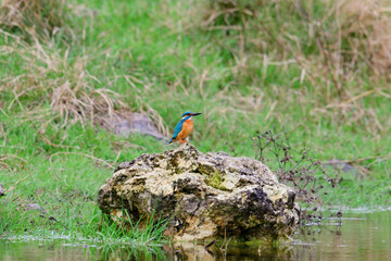 Kingfisher Alcedo atthis in the natural habitat