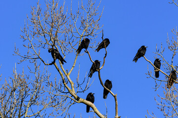 Rook corvus frugilegus in the wild