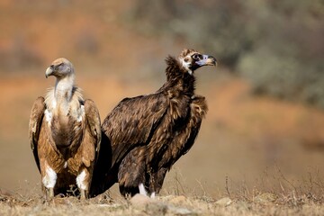 griffon vulture Gyps fulvus, and Cinereous vulture Aegypius monachus