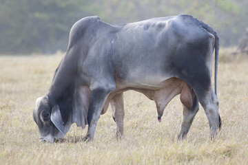 View of a big brahma bull