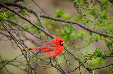 cardinal on a branch