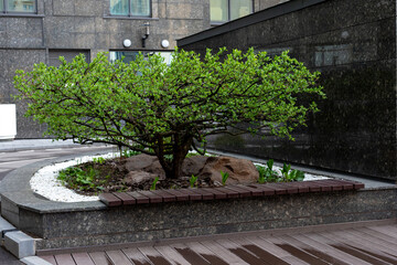 Landscape architecture, landscaping of the urban environment. Green tree next to bench in courtyard of office building