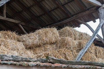Stacked hay bales in a rustic barn loft during the early fall season