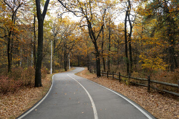 Winding asphalt road with markings in autumn forest. Cloudy weather