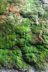Green Moss Growing on a Rocky Surface - 780870060