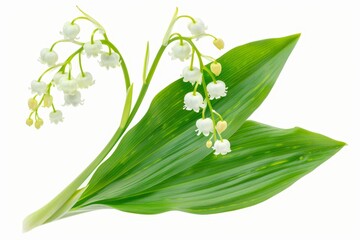Isolated white lily of the valley with clipping path sweet fragrance perfume