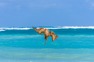 Fishing pelican diving into the sea to catch a fish.
- 780871425