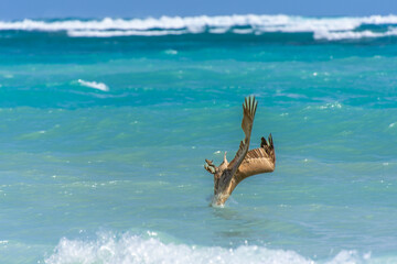 Fishing pelican diving into the sea to catch a fish.
- 780871431