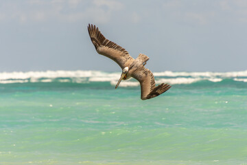 Fishing pelican diving into the sea to catch a fish.
- 780871433