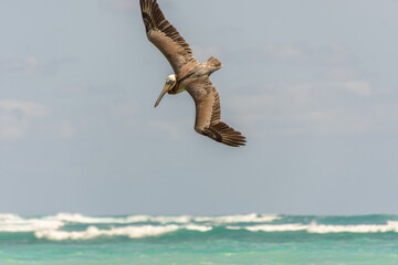 Fishing pelican diving into the sea to catch a fish.
- 780871441