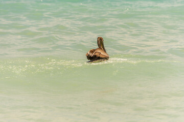 Fishing pelican diving into the sea to catch a fish.
- 780871447