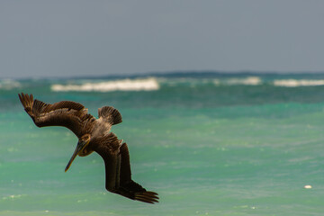 Fishing pelican diving into the sea to catch a fish.
