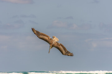 Fishing pelican diving into the sea to catch a fish.
- 780871463