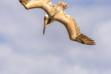 Fishing pelican diving into the sea to catch a fish.
- 780871492