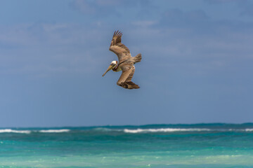 Fishing pelican diving into the sea to catch a fish.
- 780871601