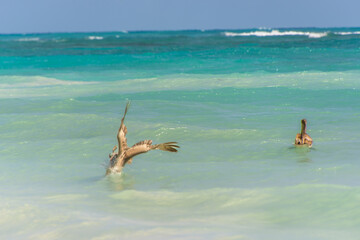 Fishing pelican diving into the sea to catch a fish.
- 780871602