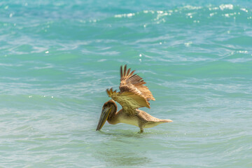 Fishing pelican diving into the sea to catch a fish.
- 780871605