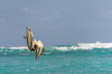 Fishing pelican diving into the sea to catch a fish.
- 780871610