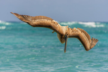 Fishing pelican diving into the sea to catch a fish.
- 780871625